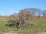 三春滝桜2010.4.8ﾀﾞｲｼﾞｪｽﾄ　Miharu waterfall cherry blossoms digest
